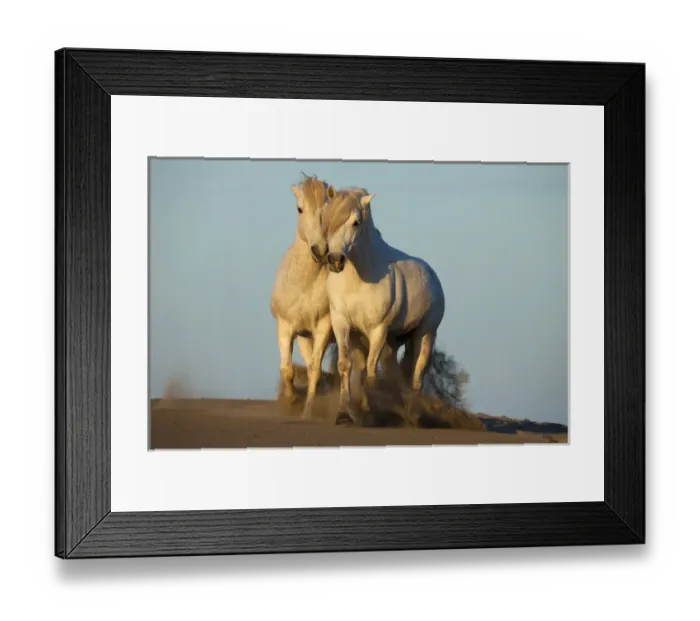 Framed Print : Europe, France, Provence. Two white Camargue horses trotting in sand Framed Print : Europe, France, Provence. Two white Camargue horses trotting in sand