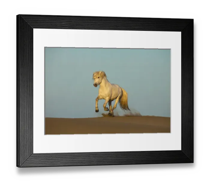 Framed Print : Europe, France, Provence. White Camargue horse running in sand Framed Print : Europe, France, Provence. White Camargue horse running in sand