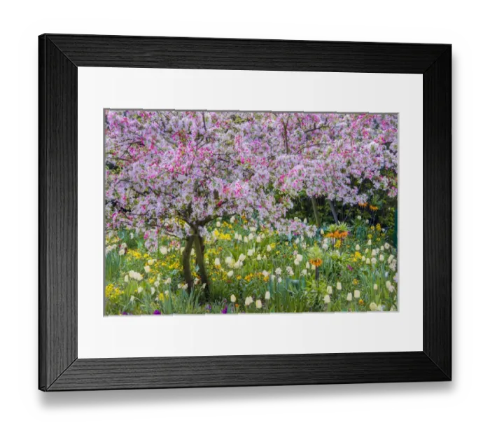 Framed Print : France, Giverny. Springtime in Claude Monets garden Framed Print : France, Giverny. Springtime in Claude Monets garden