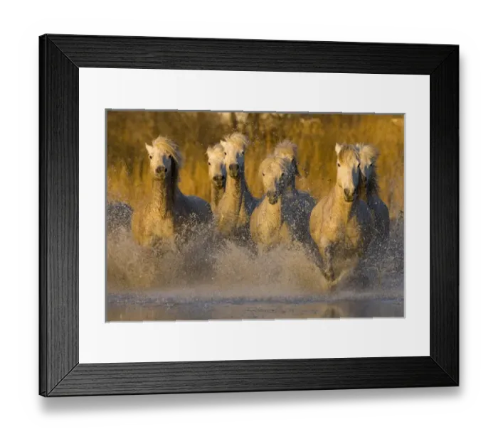 Framed Print : Europe, France, Provence. Seven white Camargue horses running in water. Credit as