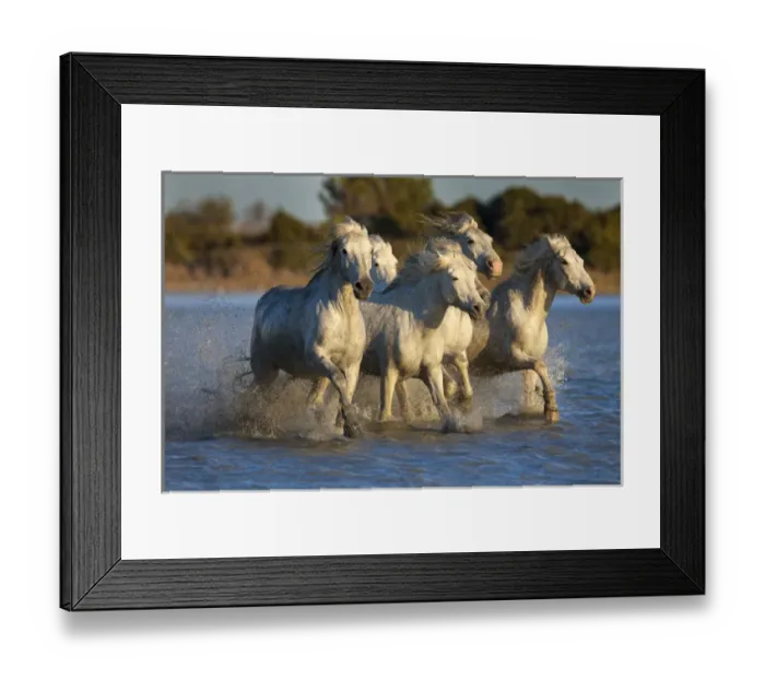 Framed Print : Europe, France, Provence. White Camargue horses running in water Framed Print : Europe, France, Provence. White Camargue horses running in water