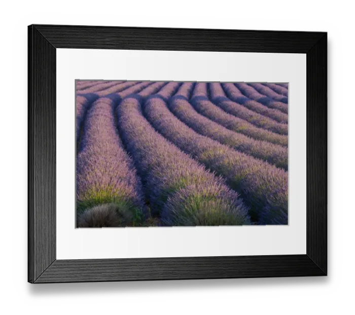 Framed Print : Europe, France. Rows of lavender in Provence Framed Print : Europe, France. Rows of lavender in Provence