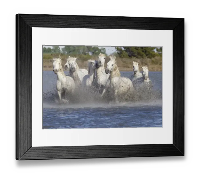 Framed Print : Europe, France, The Camargue, Saintes-Maries-de-la-Mer, Camargue horses, Equus ferus
