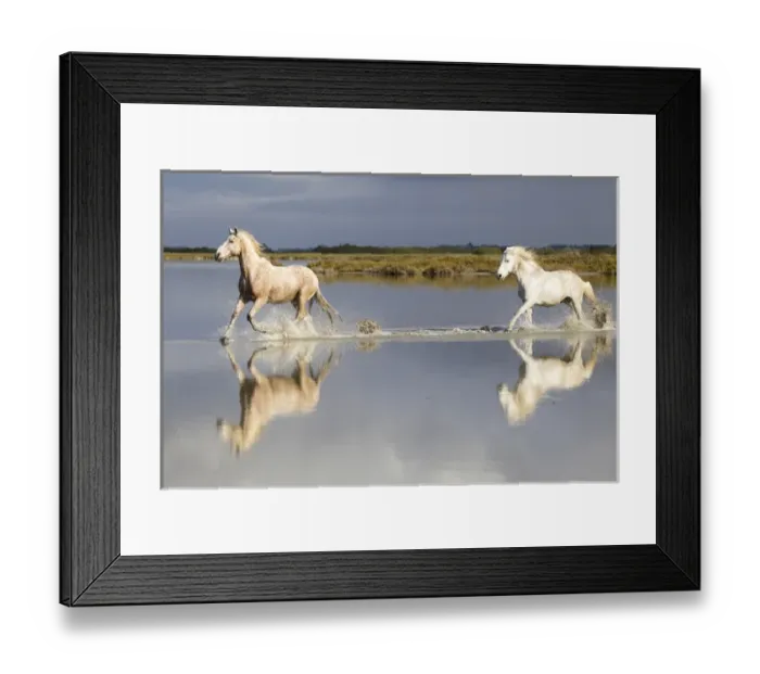Framed Print : Europe, France, The Camargue, Saintes-Maries-de-la-Mer, Camargue horses, Equus ferus Framed Print : Europe, France, The Camargue, Saintes-Maries-de-la-Mer, Camargue horses, Equus ferus