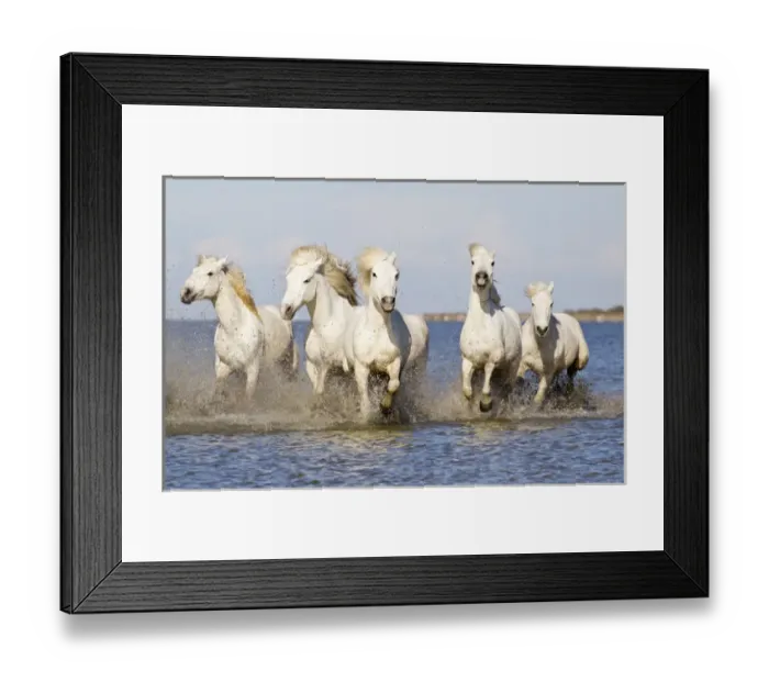 Framed Print : Europe, France, The Camargue, Saintes-Maries-de-la-Mer, Camargue horses, Equus ferus Framed Print : Europe, France, The Camargue, Saintes-Maries-de-la-Mer, Camargue horses, Equus ferus
