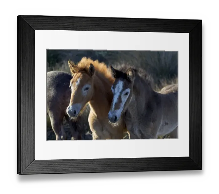 Framed Print : Europe, France, The Camargue, Saintes-Maries-de-la-Mer, Camargue horse colt, Equus Framed Print : Europe, France, The Camargue, Saintes-Maries-de-la-Mer, Camargue horse colt, Equus