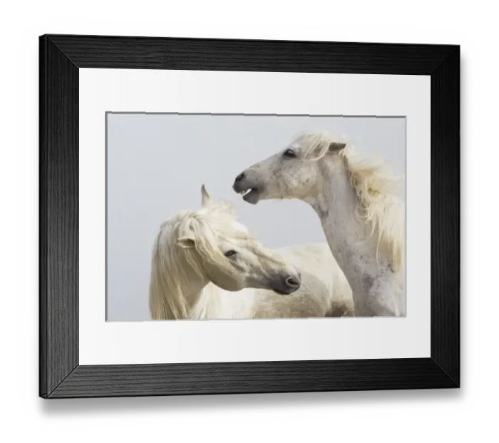 Framed Print : Europe, France, The Camargue, Saintes-Maries-de-la-Mer, Camargue horses, Equus ferus