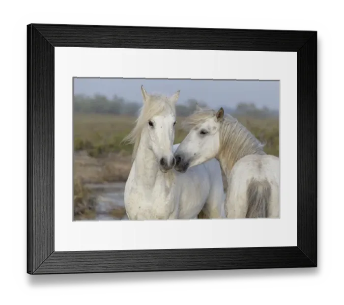 Framed Print : Europe, France, The Camargue, Saintes-Maries-de-la-Mer, Camargue horses, Equus ferus