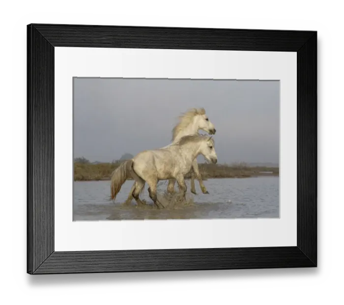 Framed Print : Europe, France, The Camargue, Saintes-Maries-de-la-Mer, Camargue horses, Equus ferus