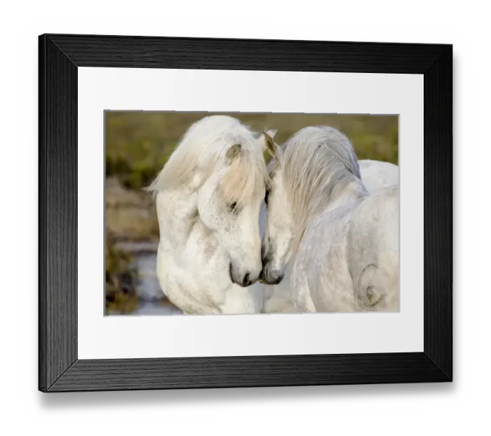 Framed Print : Europe, France, The Camargue, Saintes-Maries-de-la-Mer, Camargue horses, Equus ferus Framed Print : Europe, France, The Camargue, Saintes-Maries-de-la-Mer, Camargue horses, Equus ferus