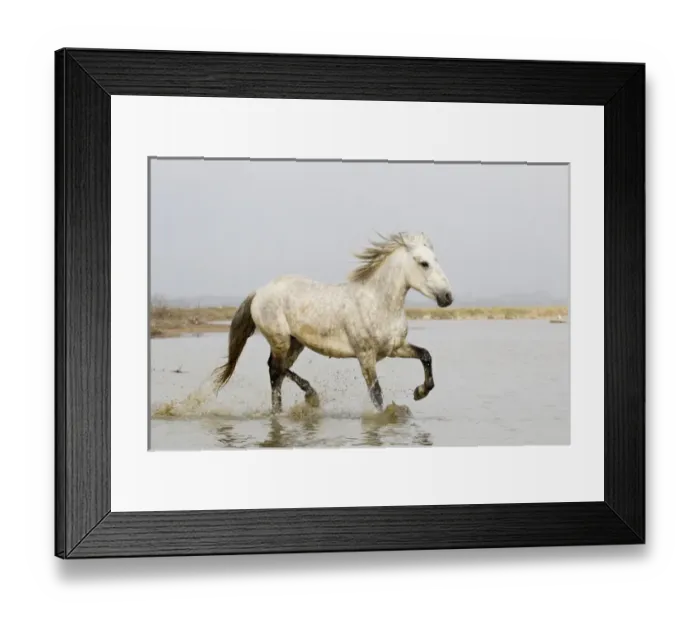 Framed Print : Europe, France, The Camargue, Saintes-Maries-de-la-Mer, Camargue horse, Equus ferus Framed Print : Europe, France, The Camargue, Saintes-Maries-de-la-Mer, Camargue horse, Equus ferus