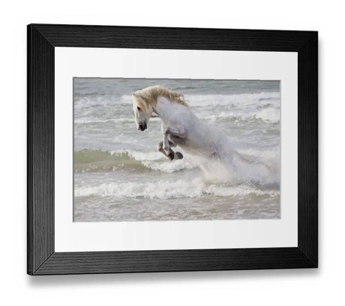 Framed Print : Europe, France, The Camargue, Saintes-Maries-de-la-Mer, Mediterrean Sea, Camargue horse Framed Print : Europe, France, The Camargue, Saintes-Maries-de-la-Mer, Mediterrean Sea, Camargue horse
