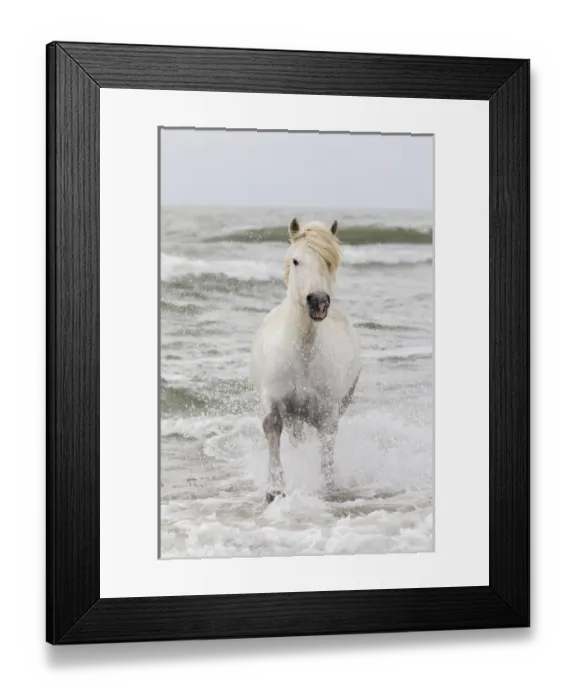 Framed Print : Europe, France, The Camargue, Saintes-Maries-de-la-Mer, Mediterrean Sea, Camargue horse Framed Print : Europe, France, The Camargue, Saintes-Maries-de-la-Mer, Mediterrean Sea, Camargue horse