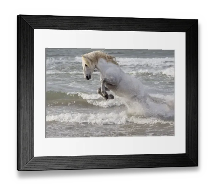 Framed Print : Europe, France, The Camargue, Saintes-Maries-de-la-Mer, Mediterrean Sea, Camargue horse Framed Print : Europe, France, The Camargue, Saintes-Maries-de-la-Mer, Mediterrean Sea, Camargue horse