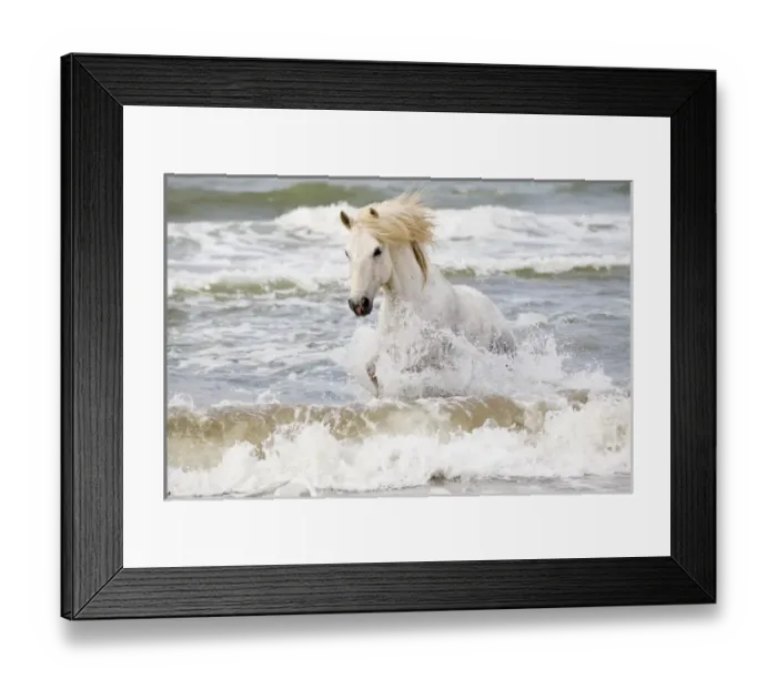 Framed Print : Europe, France, The Camargue, Saintes-Maries-de-la-Mer, Mediterrean Sea, Camargue horse Framed Print : Europe, France, The Camargue, Saintes-Maries-de-la-Mer, Mediterrean Sea, Camargue horse