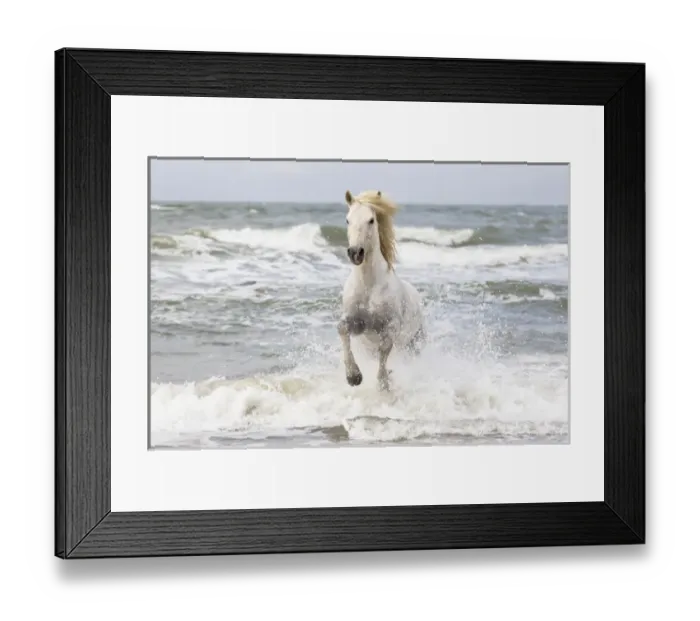 Framed Print : Europe, France, The Camargue, Saintes-Maries-de-la-Mer, Mediterrean Sea, Camargue horse