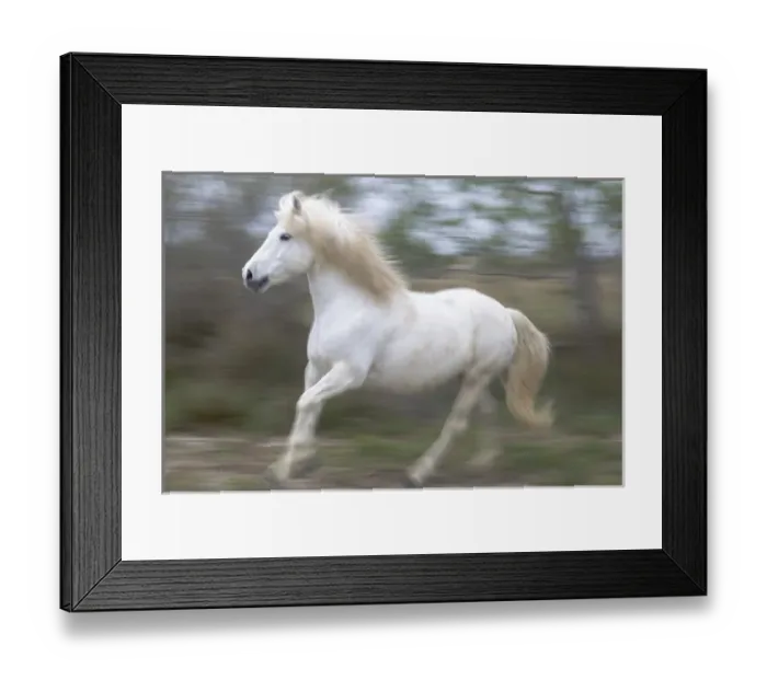 Framed Print : Europe, France, The Camargue, Saintes-Maries-de-la-Mer, Camargue horse, Equus ferus Framed Print : Europe, France, The Camargue, Saintes-Maries-de-la-Mer, Camargue horse, Equus ferus