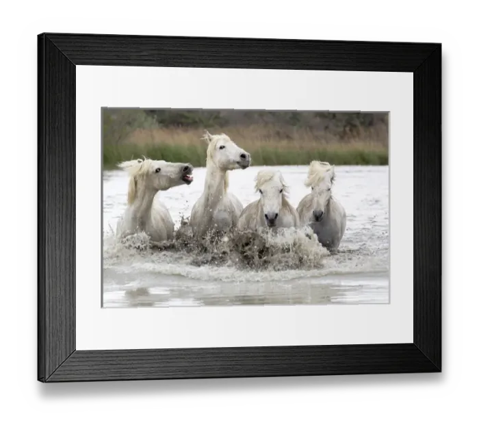 Framed Print : Europe, France, The Camargue, Saintes-Maries-de-la-Mer, Camargue horses, Equus ferus
