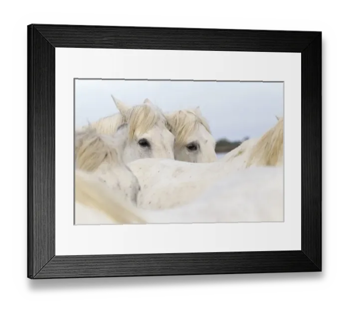 Framed Print : Europe, France, The Camargue, Saintes-Maries-de-la-Mer, Camargue horses, Equus ferus Framed Print : Europe, France, The Camargue, Saintes-Maries-de-la-Mer, Camargue horses, Equus ferus
