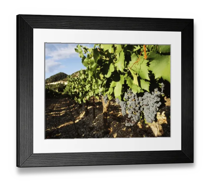 Framed Print : France, Seguret, Vaucluse, Provence-Alpes-Cote d Azur, Grapes in vineyard, close-up Framed Print : France, Seguret, Vaucluse, Provence-Alpes-Cote d Azur, Grapes in vineyard, close-up