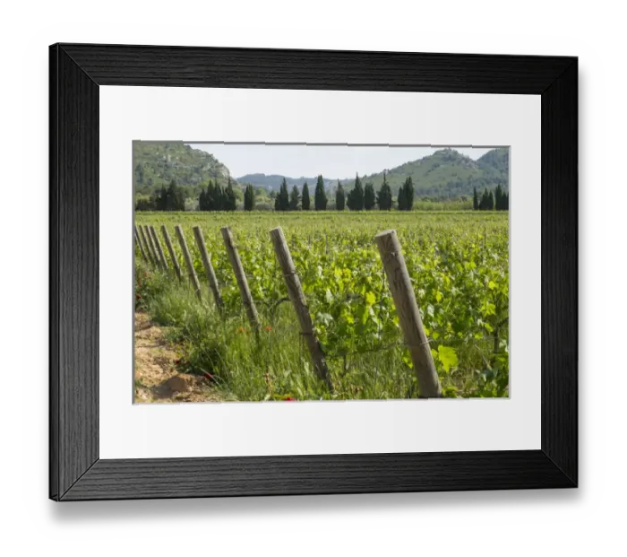 Framed Print : France, Luberon, Provence, vineyards Framed Print : France, Luberon, Provence, vineyards