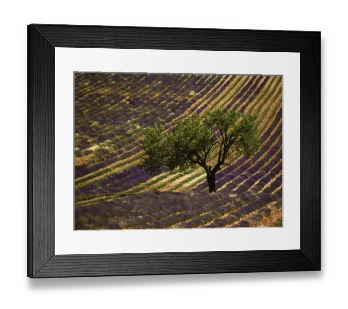 Framed Print : France, Haute Province, Vaucluse, Lonely tree in lavender field