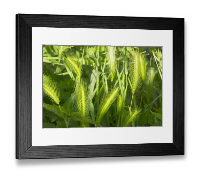 Framed Print : France, Southern France, St. Remy fields, wheat Framed Print : France, Southern France, St. Remy fields, wheat