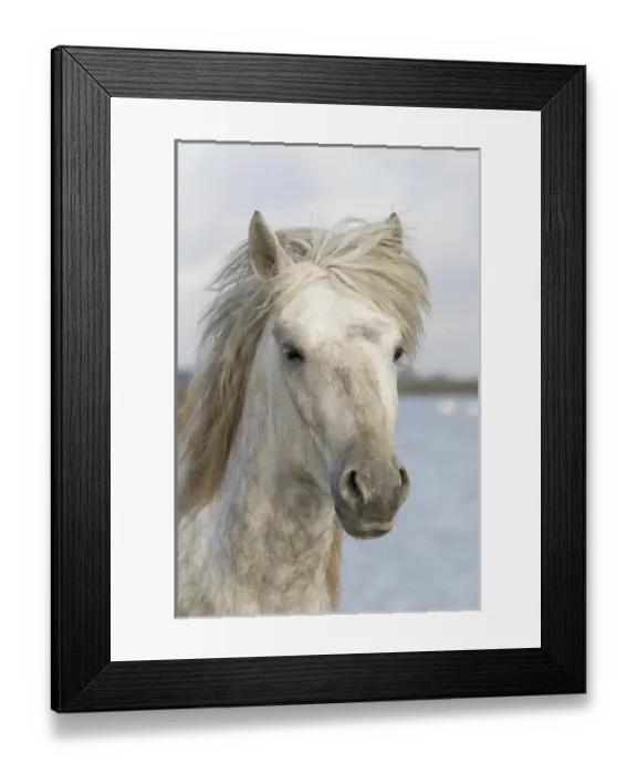 Framed Print : Europe, France, The Camargue, Saintes-Maries-de-la-Mer, Camargue horse, Equus ferus