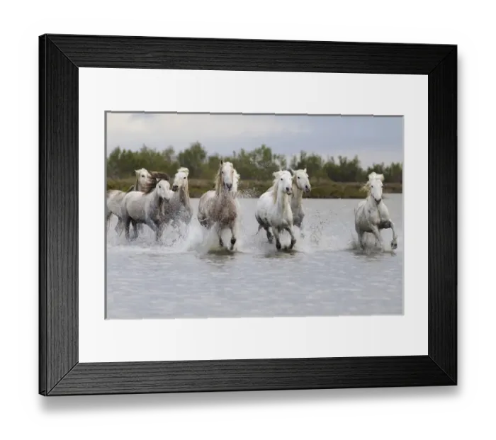 Framed Print : Europe, France, The Camargue, Saintes-Maries-de-la-Mer, Camargue horses, Equus ferus