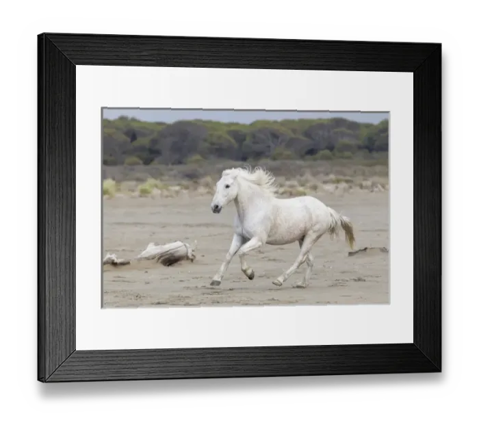 Framed Print : Europe, France, The Camargue, Saintes-Maries-de-la-Mer, Mediterrean Sea, Camargue horse Framed Print : Europe, France, The Camargue, Saintes-Maries-de-la-Mer, Mediterrean Sea, Camargue horse