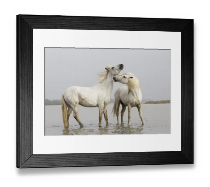 Framed Print : Europe, France, The Camargue, Saintes-Maries-de-la-Mer, Camargue horses, Equus ferus Framed Print : Europe, France, The Camargue, Saintes-Maries-de-la-Mer, Camargue horses, Equus ferus