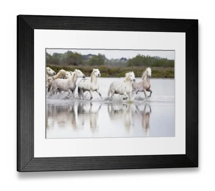 Framed Print : Europe, France, The Camargue, Saintes-Maries-de-la-Mer, Camargue horses, Equus ferus Framed Print : Europe, France, The Camargue, Saintes-Maries-de-la-Mer, Camargue horses, Equus ferus