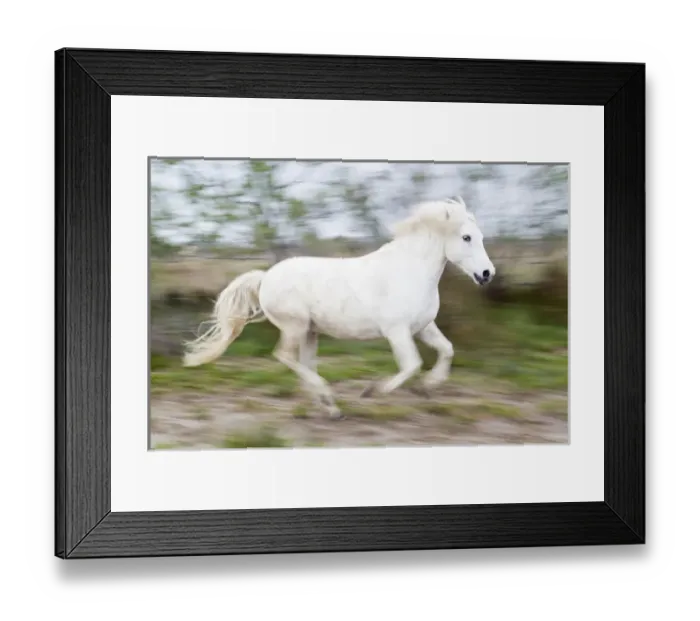 Framed Print : Europe, France, The Camargue, Saintes-Maries-de-la-Mer, Camargue horse, Equus ferus Framed Print : Europe, France, The Camargue, Saintes-Maries-de-la-Mer, Camargue horse, Equus ferus