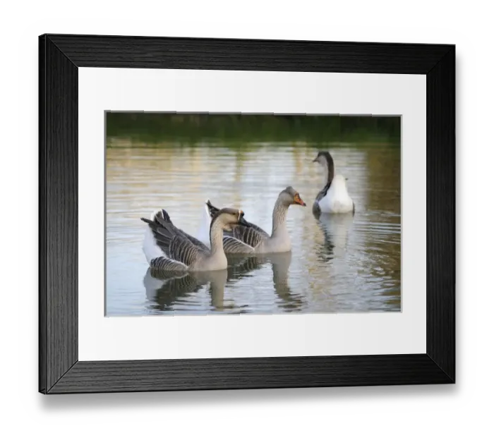 Framed Print : Europe, France, Burgundy, Nievre, Cercy-la-Tour. Geese on the canal