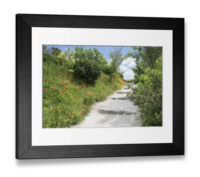 Framed Print : poppies on the grounds of Les Baux castle ruins. Les Baux, in and around the old Chateau Framed Print : poppies on the grounds of Les Baux castle ruins. Les Baux, in and around the old Chateau