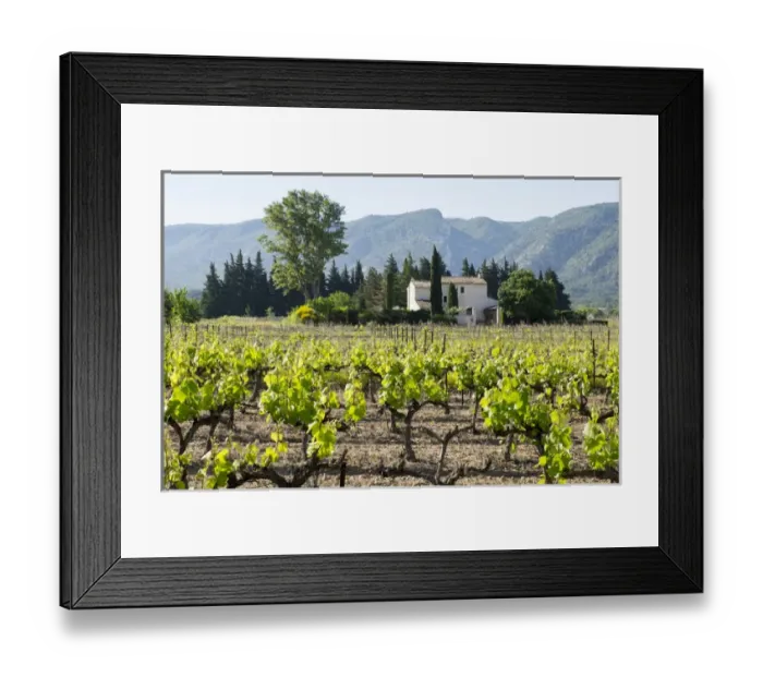 Framed Print : France, St. Remy, Vineyards. Luberon. Editorial Use Only Framed Print : France, St. Remy, Vineyards. Luberon. Editorial Use Only