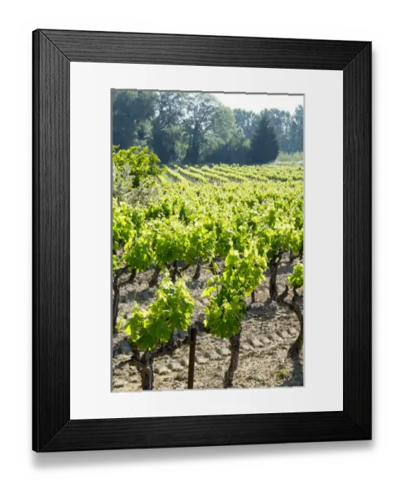 Framed Print : France, St. Remy, Vineyards. Luberon Framed Print : France, St. Remy, Vineyards. Luberon
