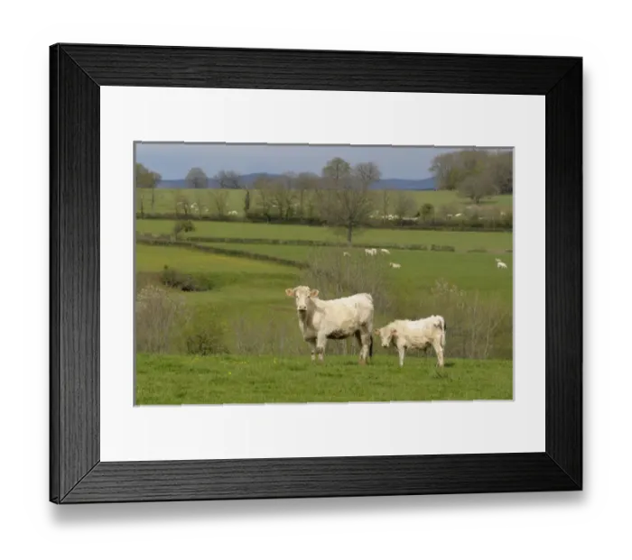 Framed Print : Europe, France, Burgundy, Nievre, Sardy-les-Epiry. Cows in a farmers field Framed Print : Europe, France, Burgundy, Nievre, Sardy-les-Epiry. Cows in a farmers field