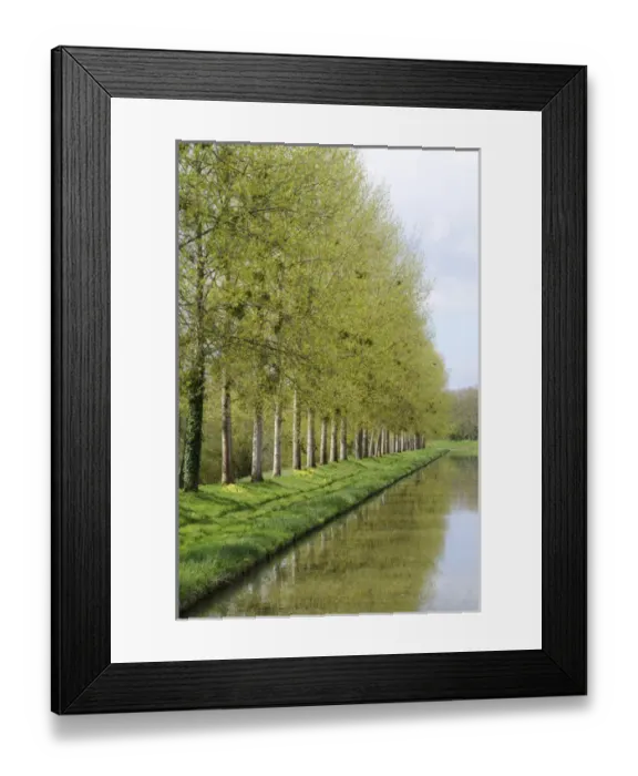 Framed Print : Europe, France, Burgundy, Nievre. Spring trees on the bank of the Nivernais Canal