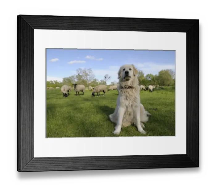 Framed Print : Europe, France, Centre, Chatillon-sur-Loire. Dog in a field with sheep