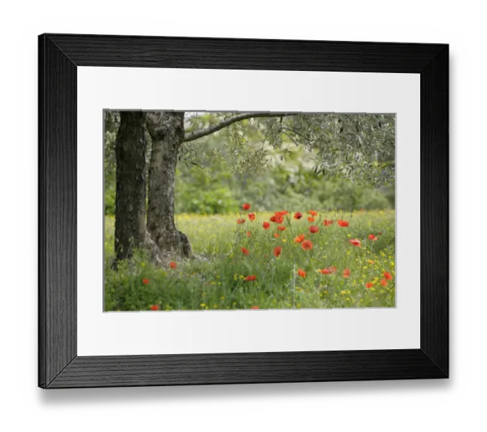 Framed Print : Europe, France, Provence-Alpes-Cote d Azur, Vaucluse, Lourmarin