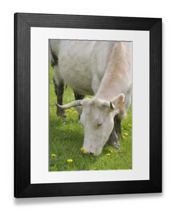 Framed Print : Europe, France, Burgundy, Nievre, Sardy-les-Epiry. Cow eating grass