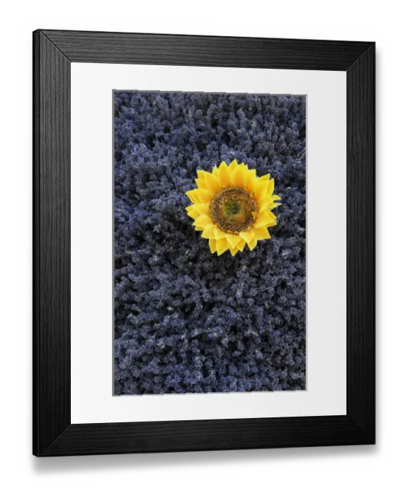 Framed Print : Europe, France, Provence-Alpes-Cote d Azur, Vaucluse, Lourmarin