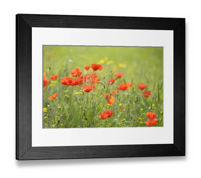 Framed Print : Europe, France, Provence-Alpes-Cote d Azur, Vaucluse, Lourmarin. Wild poppies