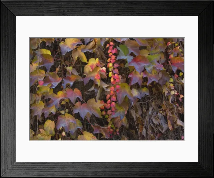 Framed Print : Embellishing a wall in a garden of a government building in Paris, these vines were