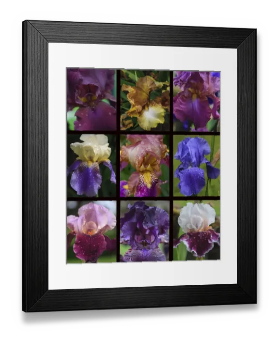 Framed Print : Posters of irises shot in Aquitaine province of France after a rain