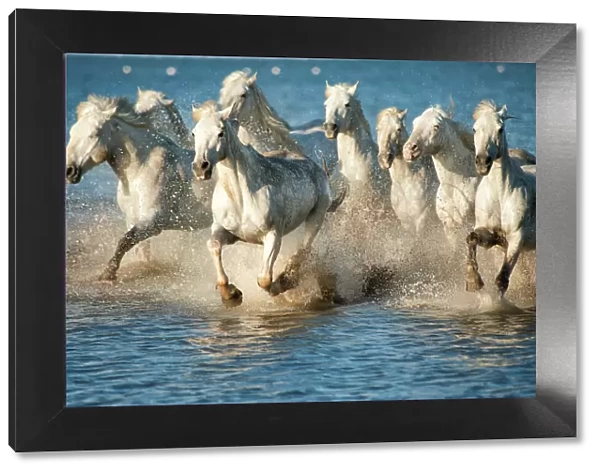 white horses of camargue, france, running in blue mediteranean water