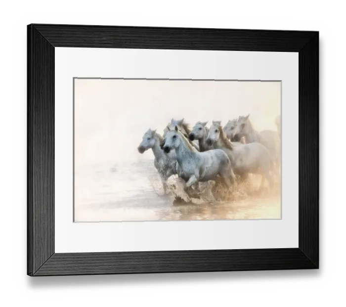 Framed Print : white horses of camargue running in water at sunrise Framed Print : white horses of camargue running in water at sunrise