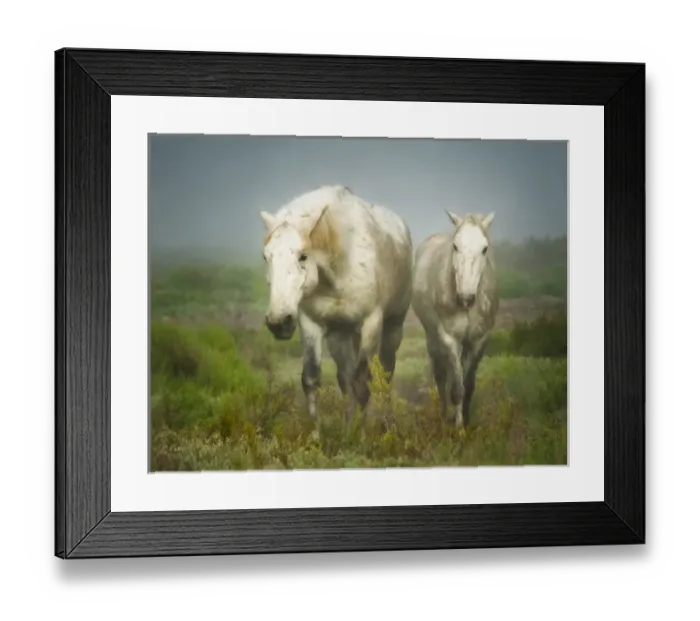 Framed Print : white horses of camargue in field, painterly look Framed Print : white horses of camargue in field, painterly look