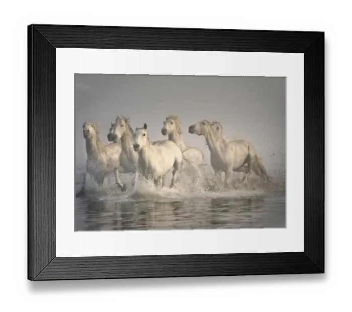 Framed Print : Horse galloping in the Mediterranean water, Camargue, France Framed Print : Horse galloping in the Mediterranean water, Camargue, France